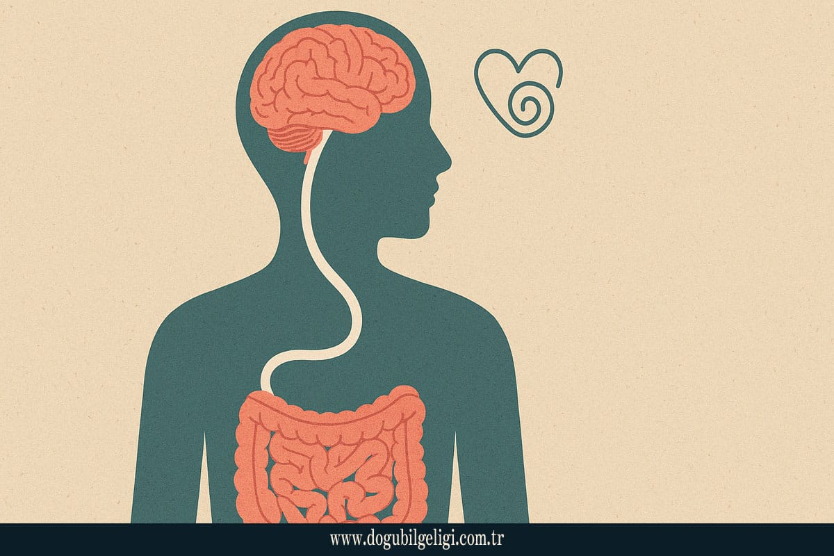 İkinci beyin, bağırsaklarımız ile ruhsal zihin arasındaki bağlantıyı temsil eden görsel.